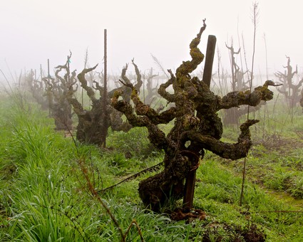 Gnarled grapevines in a foggy vineyard, showcasing Lodi's winegrowing landscape and unique vine training.