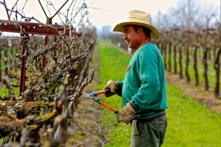 Vineyard worker pruning grapevines in Lodi wine region during winter season.