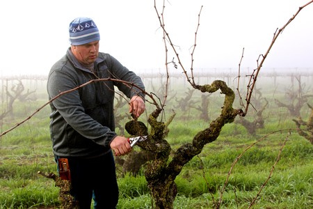 Vineyard worker pruning a grapevine in a foggy Lodi vineyard during winter.