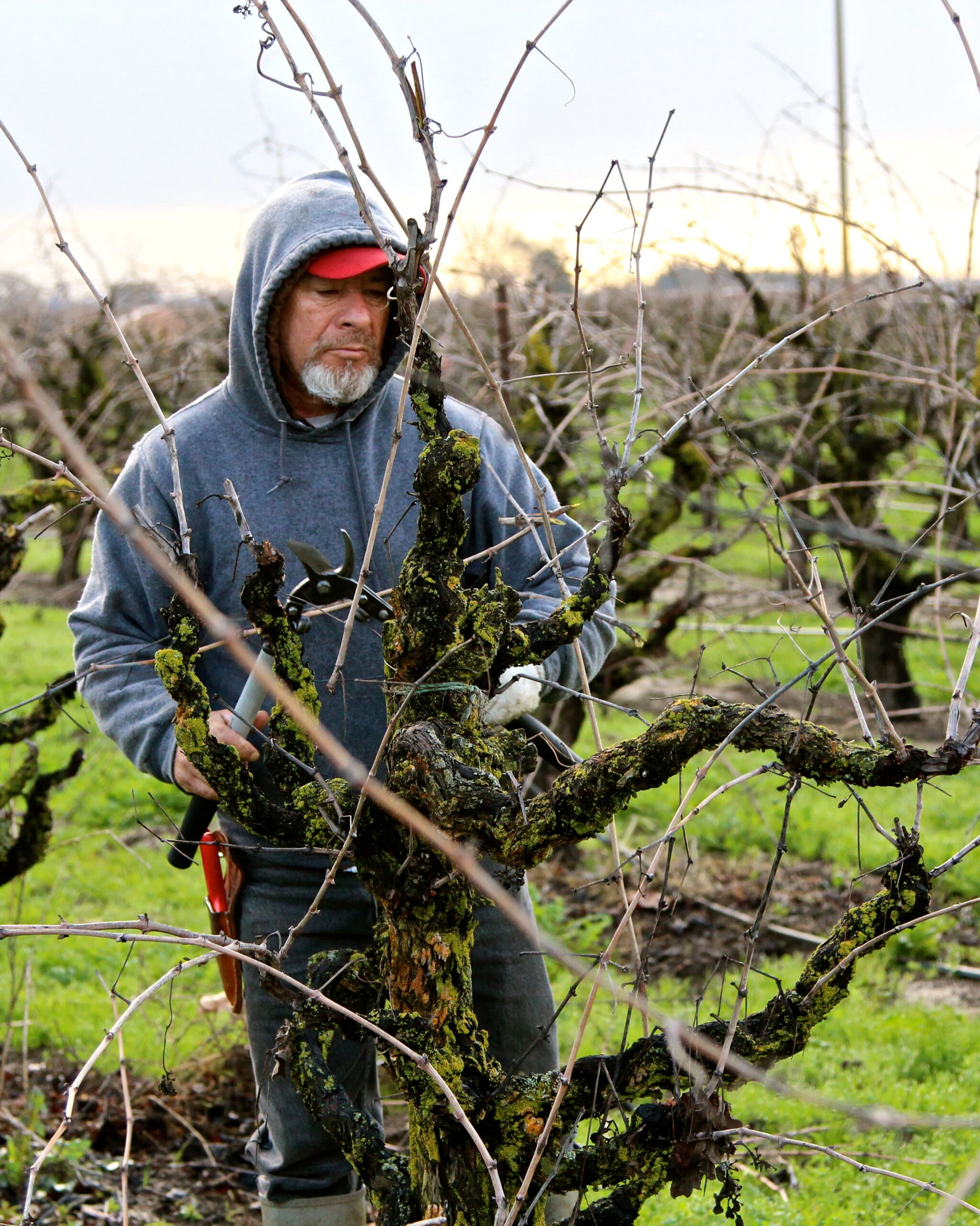 Vineyard worker pruning grapevines in Lodi wine region during winter.