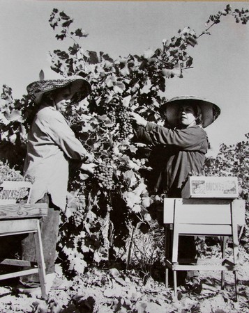Two workers harvesting grapes in a vineyard, wearing wide-brimmed hats, vintage style, black and white photo.