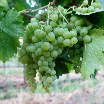 Close-up of a green winegrape cluster on the vine, showcasing healthy grapes in Lodi wine region.