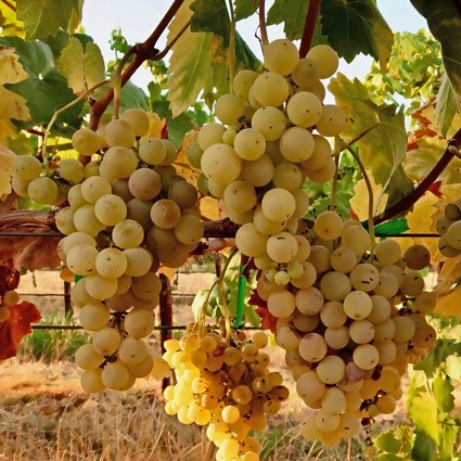 Close-up of ripe white wine grapes hanging on the vine in Lodi, California.