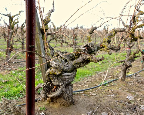 Gnarled grapevine in Lodi vineyard with twisted trunk and leafless branches.