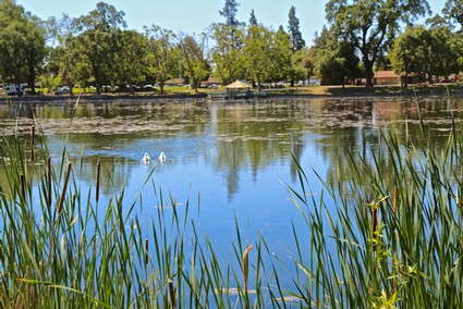Serene lake scene with trees, water lilies, and tall grasses in Lodi, California, showcasing local vineyard landscape.