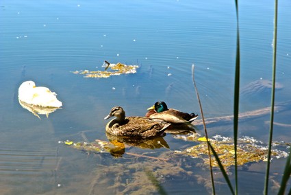 Mallard duck and white swan swimming in a calm lake with reeds and floating debris.
