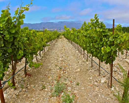 Vineyard rows in Lodi, California, with lush green grapevines and a scenic mountain backdrop.