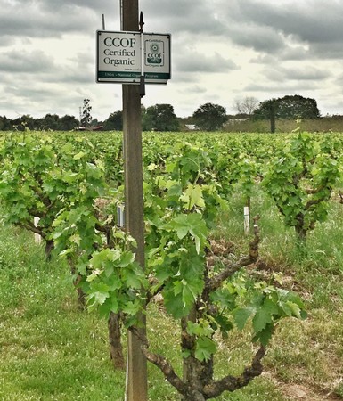 Organic winegrape vineyard in Lodi with CCOF certification signs and lush green vines under cloudy sky.