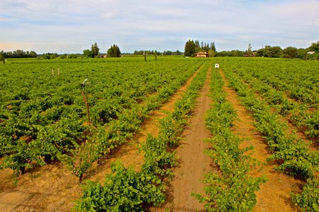 Vast Lodi winegrape vineyard with green rows under a blue sky, showcasing prime grape growing conditions in California.