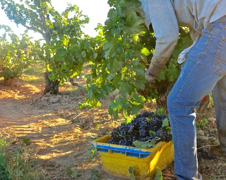 Worker harvesting ripe grapes in Lodi vineyard during harvest season for wine production.