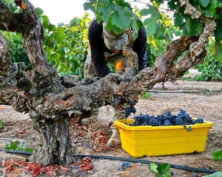 Worker harvesting grapes in a vineyard with a yellow container of freshly picked grapes.
