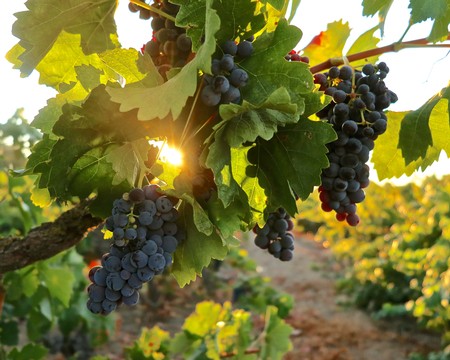 Close-up of ripe dark grapes on a vine in a Lodi vineyard during sunset, with sunlight filtering through leaves.