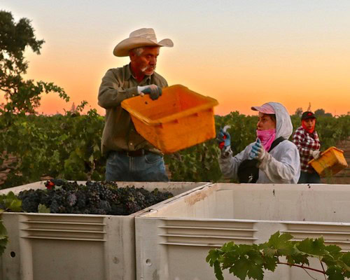 Farmers harvesting grapes in Lodi vineyard at sunset, showcasing grape picking and vineyard work.