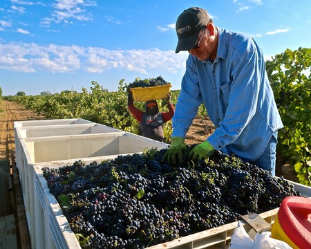 Farmer harvesting ripe grapes in a Lodi vineyard during daytime for wine production.