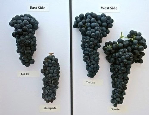 Different Lodi winegrape clusters from East and West sides with variety labels.