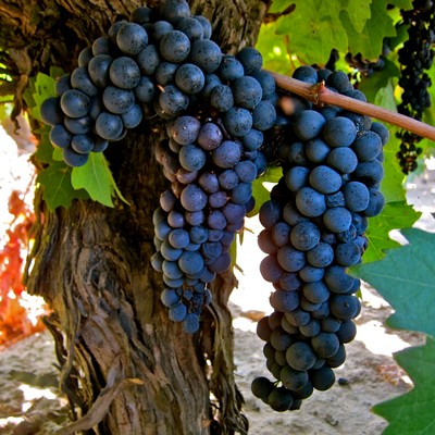 Close-up of ripe dark purple wine grapes hanging from a vine in Lodi, California.