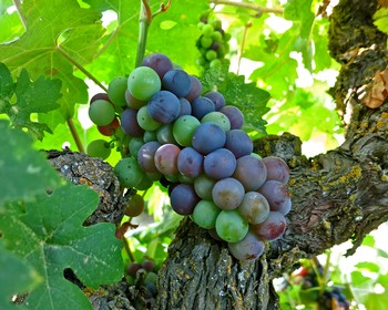 Close-up of a ripe grape cluster on a vine in Lodi wine region, showcasing vibrant purple and green grapes.