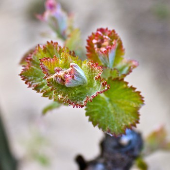 Close-up of young winegrape buds on a vine in Lodi, California, ready for spring growth.