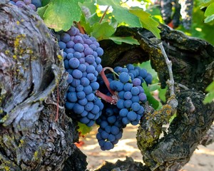 Close-up of ripe blue winegrapes on a vine in Lodi, California during harvest season.