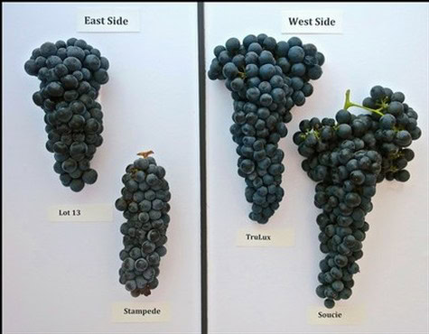 Photograph of different Lodi wine grape clusters labeled East Side and West Side with specific varieties.