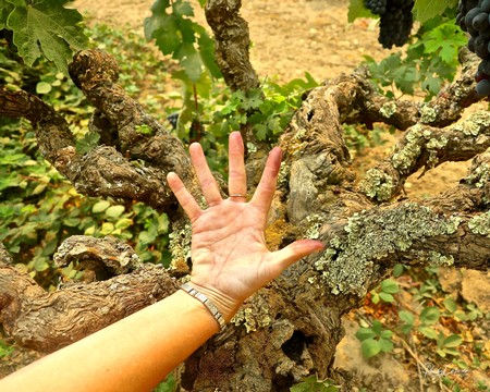 Close-up of a gnarled wine grapevine with a person's hand for scale in Lodi, California.