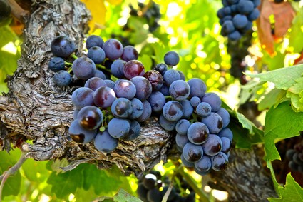 Close-up of ripe dark purple wine grapes on a vine in Lodi, California.