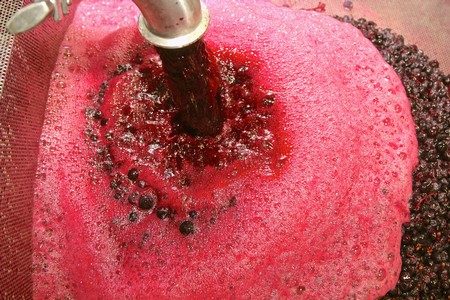 Close-up of red wine grapes being crushed during harvest in Lodi, California.