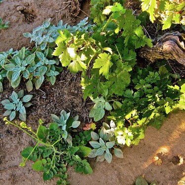 Close-up of grapevine and herbs growing in a Lodi vineyard for wine production.