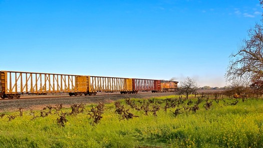 A freight train passing through a lush vineyard in Lodi, California, under a clear blue sky.