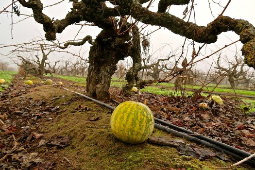 Watermelon resting on soil beneath gnarled grapevine in Lodi vineyard during harvest season.