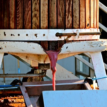 Grape juice flowing from a wine press during the Lodi winegrape harvest in California.