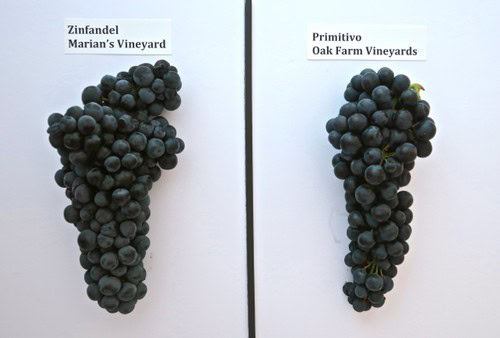 Comparison of Zinfandel and Primitivo grapes from Lodi vineyards for wine production.