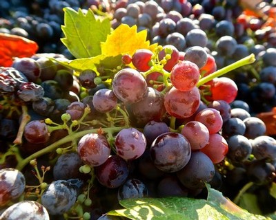 Close-up of ripe red and purple wine grapes on the vine in Lodi, California.