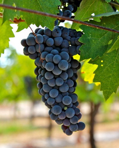 Close-up of ripe dark purple winegrapes hanging on the vine in Lodi, California.