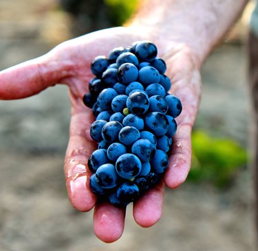 Close-up of a hand holding a bunch of ripe blue wine grapes in a vineyard.