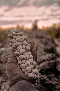 Close-up of a hand holding a cluster of ripe winegrapes in a vineyard during harvest.