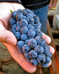 Close-up of a hand holding a cluster of ripe blue winegrapes in Lodi, California.