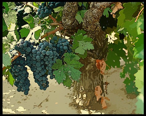 Close-up of ripe dark purple wine grapes on a vine in Lodi, California.