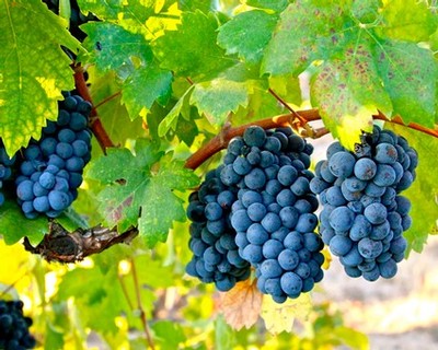 Close-up of ripe dark purple winegrapes hanging in a vineyard with green leaves.