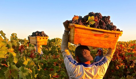 Worker harvesting grapes in Lodi vineyard during sunset, showcasing lush grapevines and vibrant colors.