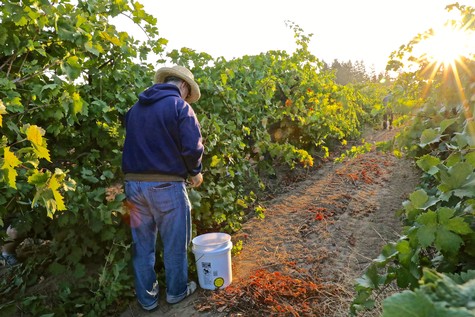 Worker in a vineyard during grape harvest in Lodi, California, with sunlight shining through grapevines.