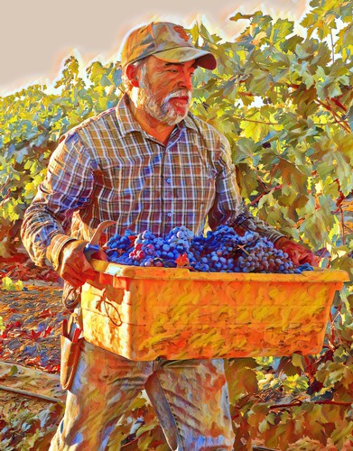 Farmer harvesting ripe grapes in a vineyard for Lodi wine production.