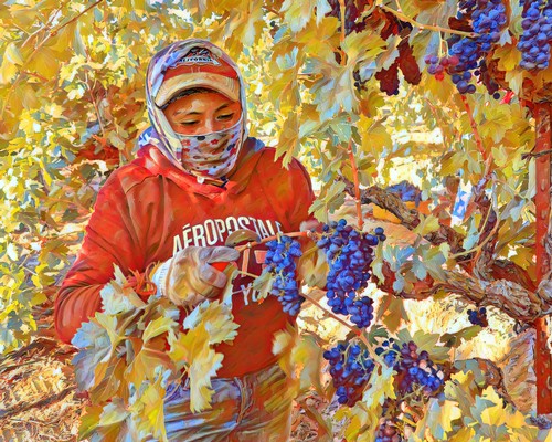 Worker harvesting ripe blue grapes in a vineyard during fall with colorful leaves.