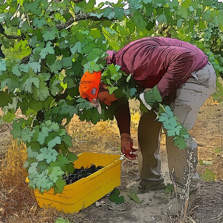 Worker harvesting winegrapes in Lodi vineyard during harvest season.