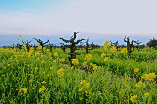 Vineyard with gnarled grapevines and yellow wildflowers under a cloudy sky in Lodi, California.