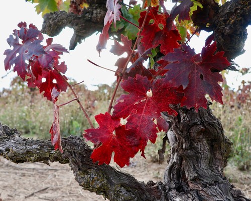 Close-up of red wine grape leaves on a gnarled vine in Lodi, California during fall.