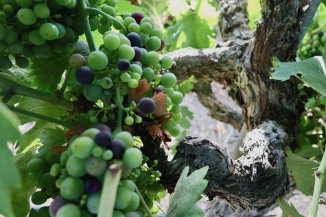 Close-up of ripening wine grapes on a vine in Lodi, California, showcasing vibrant green and purple grapes ready for harvest.