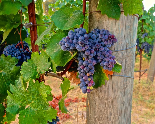 Close-up of ripe purple wine grapes hanging on a vine in a Lodi vineyard.