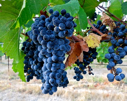 Close-up of ripe dark purple winegrapes on the vine in Lodi, California, ready for harvest.