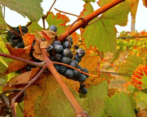 Close-up of ripe dark wine grapes on vine with colorful autumn leaves in background.